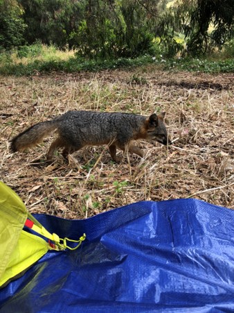 Island Fox