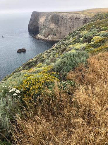 North Bluff Wildflowers